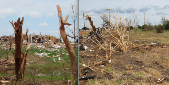 The Moore tornado caused extreme vegetation damage in areas just west of the city. Large trees were completely debarked or sheared just above ground level in a swath often only 30 yards wide. Near Western Avenue, the tornado left a streak of scoured earth only 50ft away from bushes with relatively little damage.