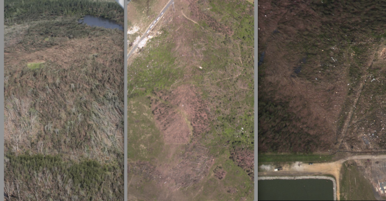 Vegetation damage is good method of comparing tornado intensity. The above pictures show damage to pine trees (with relative intensity increasing from left to right). At left, damage from the Phil Campbell tornado, at center, a streak of extreme damage following the Rainsville tornado, and at right, a pine forest scoured to the ground 