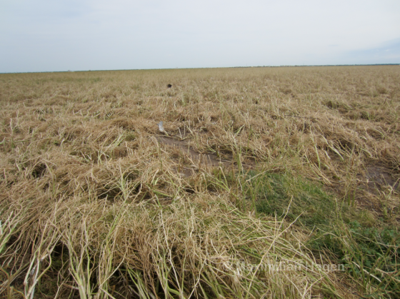 Image of vegetation damage near the location where the highest doppler velocities were recorded more than 400ft above the ground.